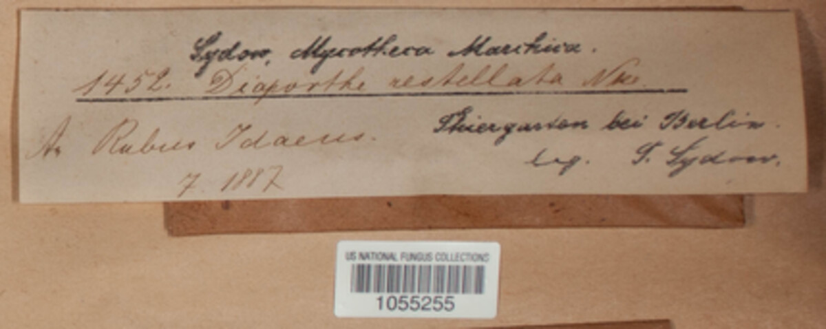 Breviappendix rostellata image